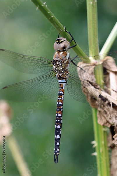 Fototapeta Male migrant hawker dragonfly resting on plant stem