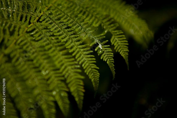 Fototapeta Green, freshly moistened fern leaves. At close range. With space for text.
