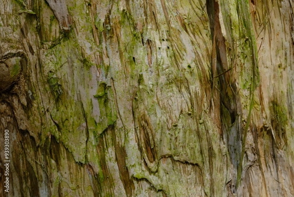 Fototapeta eucalyptus tree trunk surface.