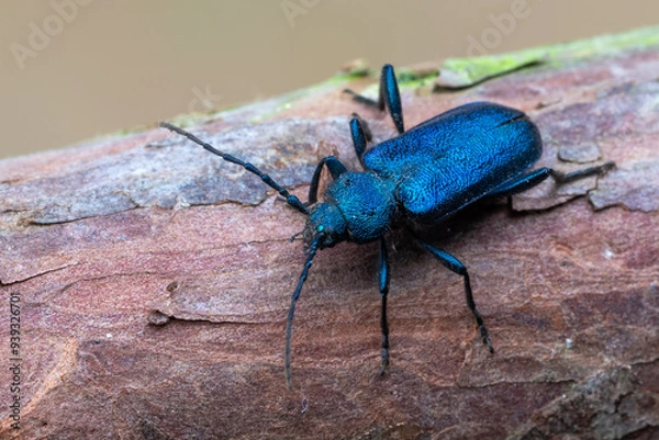 Fototapeta a longhorn beetle - Callidium violaceum