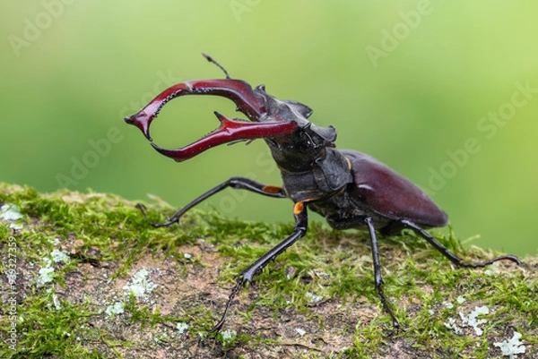 Fototapeta a beetle called Lucanus cervus
