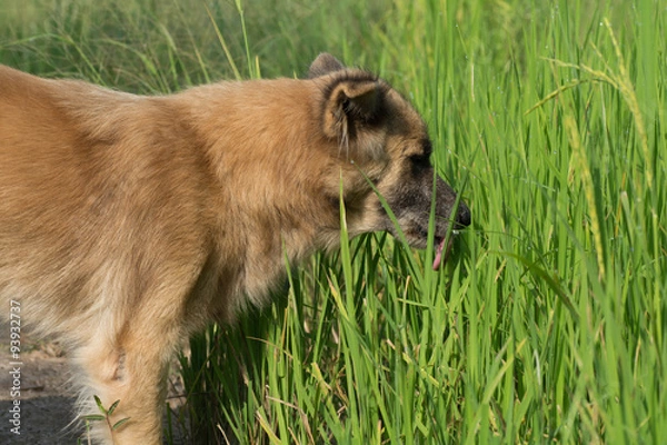 Fototapeta The dog is eating grass