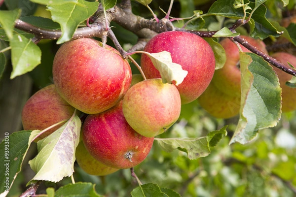 Obraz Äpfel am Baum