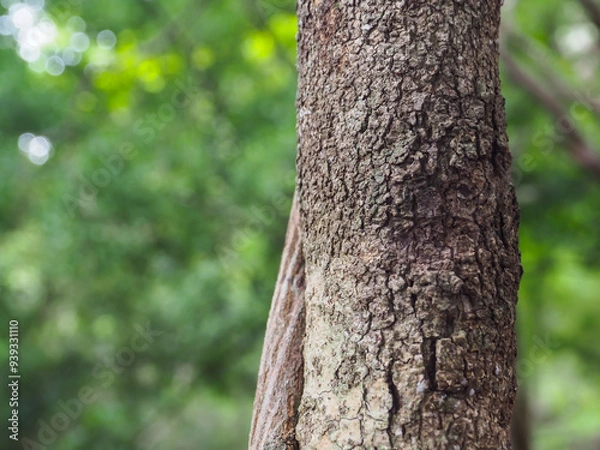 Fototapeta Close-up tree texture in forest area copy space about nature