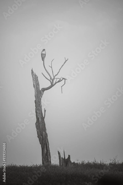 Fototapeta Hawk perched on dead tree 