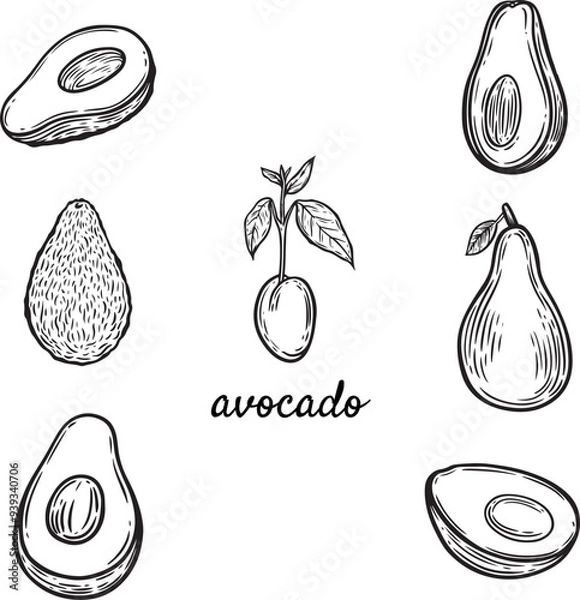 Obraz Avocado head set line drawing isolated on white background.