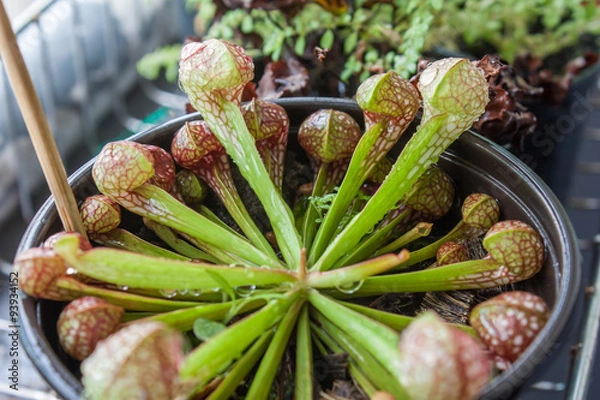 Obraz Sarracenia Psittacina