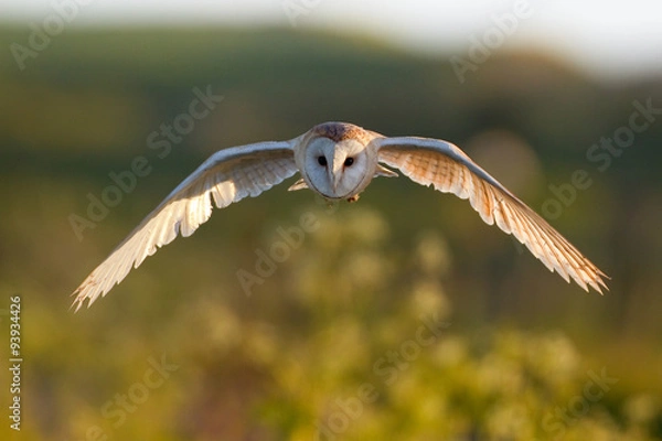 Obraz Barn Owl flying head on