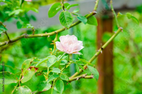 Obraz 庭園のピンクのバラの繊細な花姿