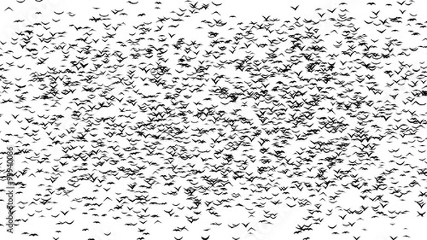 Fototapeta A duple flock of birds forming word halloween  - part of timelapce, stop motion animation