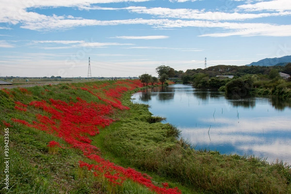 Fototapeta 河原の彼岸花
