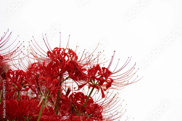 Fototapeta 彼岸花