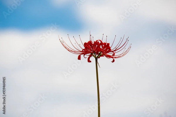 Fototapeta 曼珠沙華