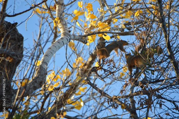 Fototapeta Jumping Squirrel