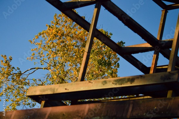 Fototapeta Tree through architecture