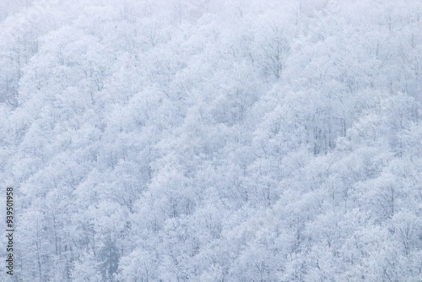 Fototapeta Aerial view of snow covered trees. Forest on the frozen hillside on a cold winter day. Abstract nature, weather background concept.