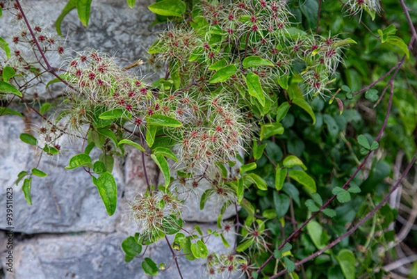 Obraz Clematis vitalba. Close up, quality photo 