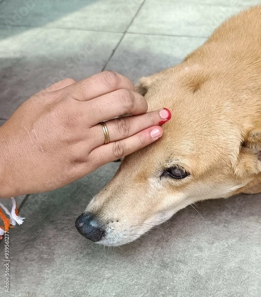 Fototapeta Blind Indian pariah original breed 25000 years old authentic bred dog with tilak and rakhi on the occasion of rakshabandhan spreading awareness for animals worldwide
