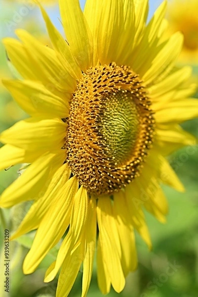 Fototapeta yellow sunflower flower on the background of a field of sunflowers
