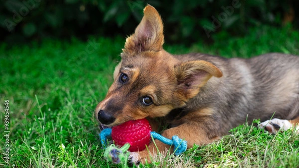 Fototapeta Mixed breed puppy lying in grass, floppy ears and bright brown fur with grey and white markings. Holding red ball in mouth, determined expression.