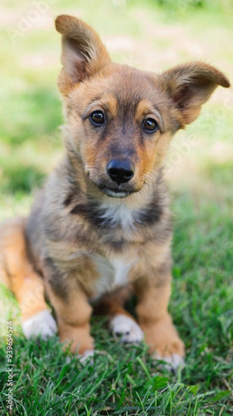 Fototapeta Image of a small brown, black, and white puppy on grass, with fur, ears, nose, and eyes highlighted by sunlight. Cute, innocent look at camera.