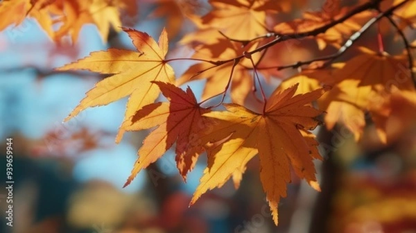 Obraz Autumn Leaves Closeup