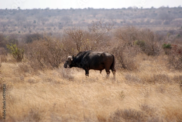 Obraz Bufalo selvaggio