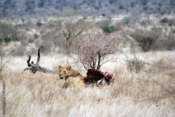 Obraz Leonessa sazia