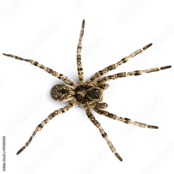 Obraz A large spider on a white background