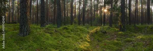 Fototapeta deep pine forest covered with thick green moss with evening sun behind trees and sunbeams. widescreen panorama
