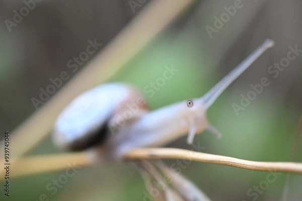 Obraz Ślimak kartuzek 