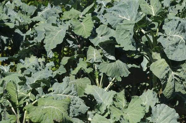 Fototapeta Cabbages