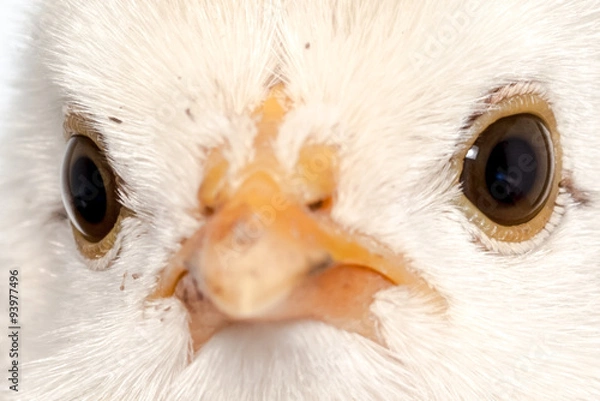 Obraz one chick alone