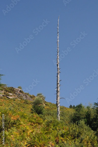 Fototapeta Trees die standing