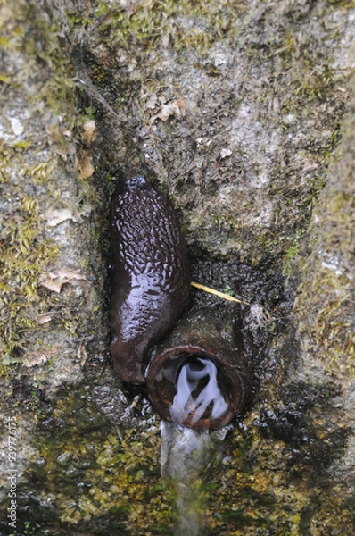 Fototapeta Slug