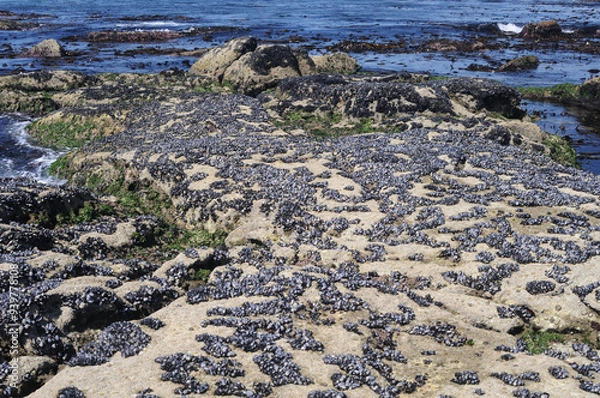 Fototapeta Mussels