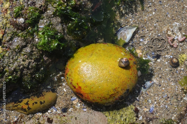 Fototapeta Snail over yellow stone