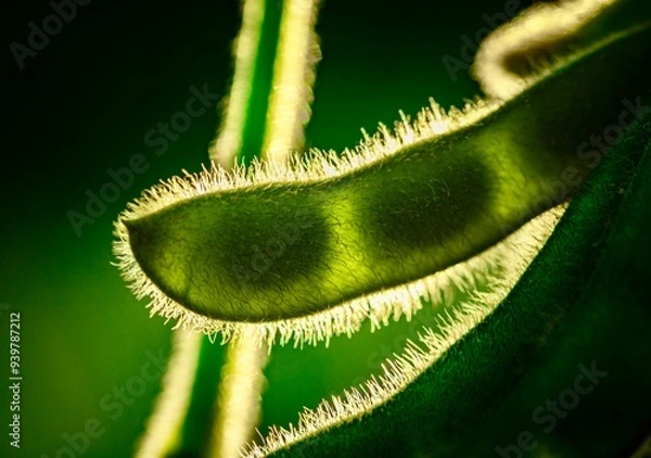 Fototapeta macro soybean plant 