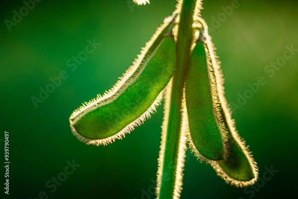 Obraz soybean plant on the field 