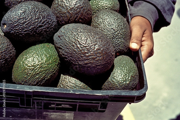 Fototapeta Close-up of a hand holding a crate filled with large, ripe avocados.