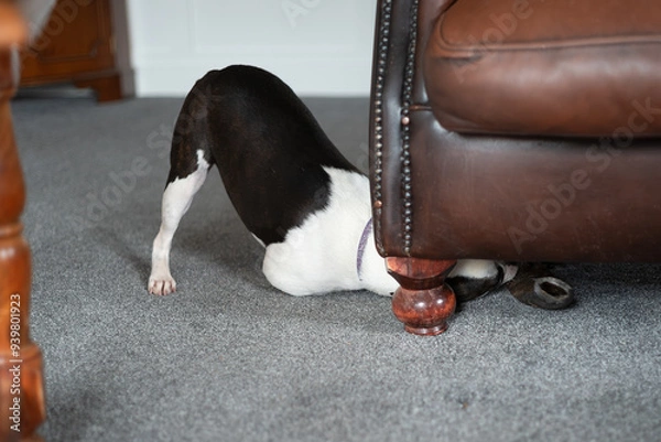 Fototapeta Boston Terrier dog reaching for a chew toy under a leather sofa. Her back is arched with her rear end in the air. Her back leg is straight with her head under the sofa.