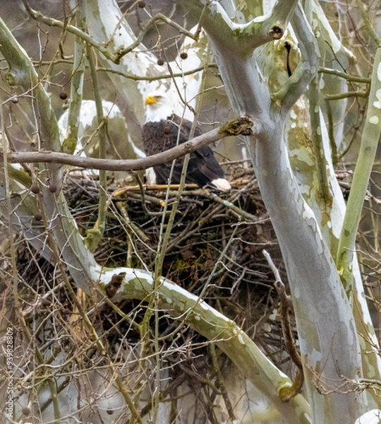 Obraz Bald eagle in nest in tree