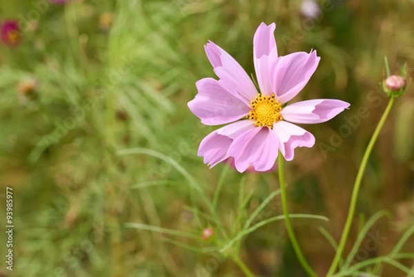 Fototapeta SeaShell Cosmos flower
