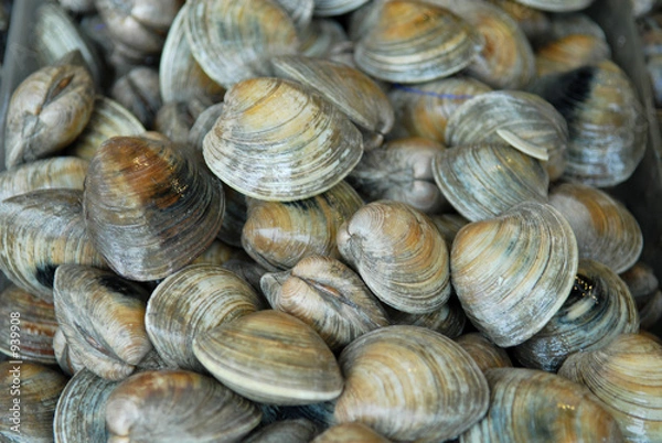Fototapeta clams