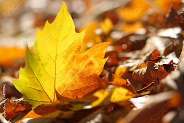 Obraz leuchtendes Herbstblatt auf Waldboden