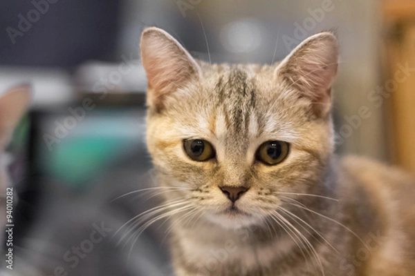 Fototapeta Curious cat