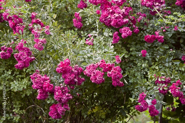 Fototapeta цветы кусты