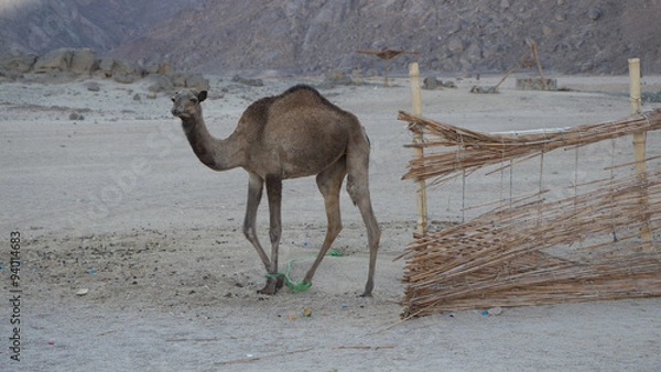 Fototapeta Mały wielbłąd