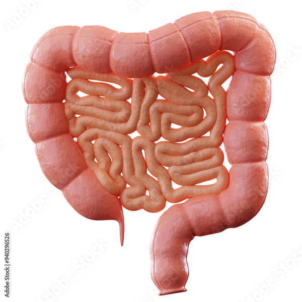 Obraz 3D Illustration Colon