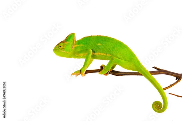 Obraz Kameleon na gałęzi